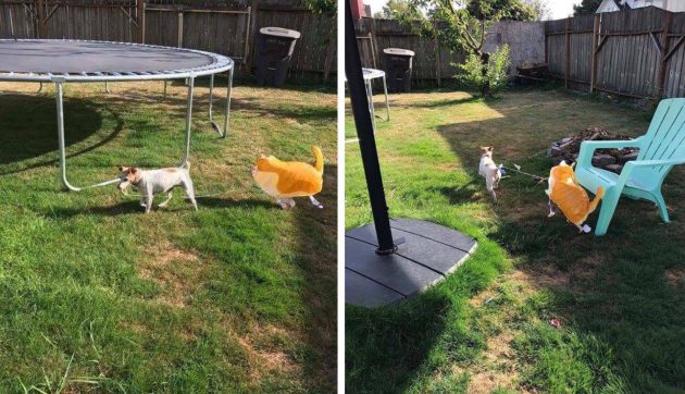 เจ้าหมากำลังมีความสุขสุดๆ หลังขโมย “บอลลูนแมว” มาได้ แถมพาไปวิ่งเล่นในสวนด้วยนะ