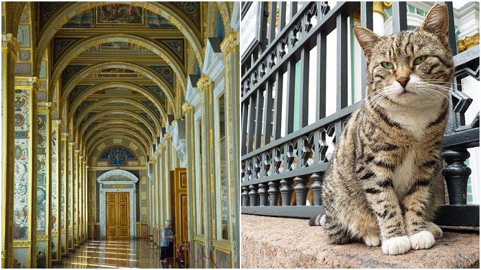 ไม่เชื่อก็ต้องเชื่อ พิพิธภัณฑ์แอร์มิทาชสุดหรูหรา ได้ตกเป็นทาสแมวมาแล้วกว่าร้อยๆ ปี!!