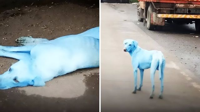 สุนัขจรจัดเดินเหม่อไปตกลงใน “คลองน้ำเสีย” แต่พอกลับขึ้นมาตัวดันกลายเป็นสีฟ้าซะงั้น!!?