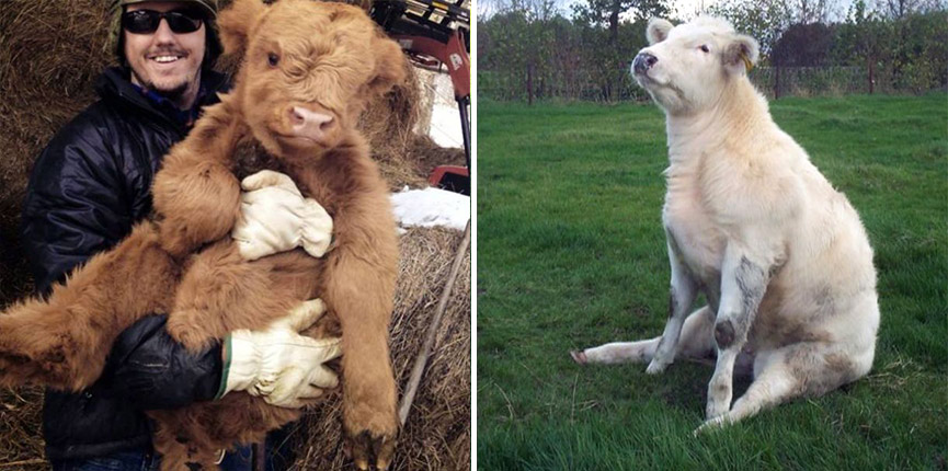 22 ภาพที่จะมาพิสูจน์ว่า วัวมันก็น่ารักมุ้งมิ้งได้ ไม่ต่างจากหมาตัวใหญ่ดีๆ นี่เอง