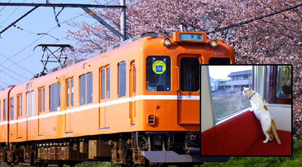 ญี่ปุ่นเปิดไอเดียเจ๋ง “รถไฟคาเฟ่แมว” ได้เสียงตอบรับ จากเหล่าทาสแมวอย่างล้นหลาม!!