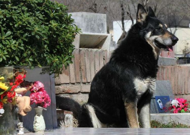 เจ้าหมาผู้จงรักภักดี เฝ้ารอคอยเจ้านายกลับมา หน้าหลุมฝังศพของเขาเป็นเวลา 10 ปี