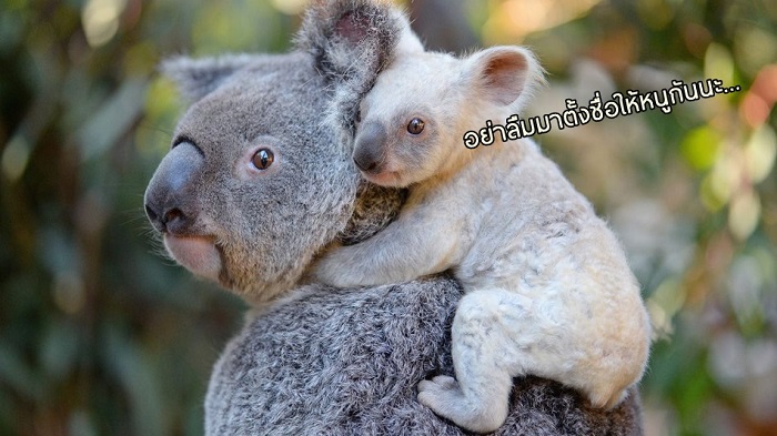 สวนสัตว์ออสเตรเลีย ให้กำเนิด ‘ลูกโคอาล่าสีเผือก’ สุดหายาก พร้อมประกาศหาชื่อ!!