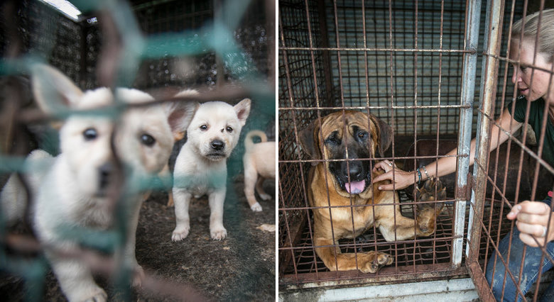 เจ้าหน้าที่เข้าช่วยเหลือ “เจ้าหมาขาเป๋” และอีก 130 ชีวิตจากโรงงานเนื้อหมาในเกาหลีใต้