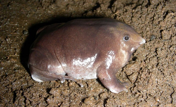 ทำความรู้จักกับ ‘Bhupathy’s purple frog’ กบสีม่วงสายพันธุ์ใหม่ ที่เพิ่งถูกค้นพบในอินเดีย