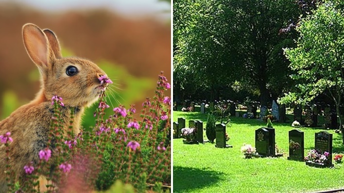 สภาสั่ง “ยิงกระต่ายทุกตัว” ที่มากินดอกไม้บนหลุมศพในสุสาน หลังถูกญาติผู้ตายร้องเรียน!!