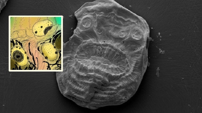 ค้นพบฟอสซิลสิ่งมีชีวิตในจีน คาดเป็นบรรพบุรุษสิ่งมีชีวิต มีอายุมากกว่า 540 ล้านปี