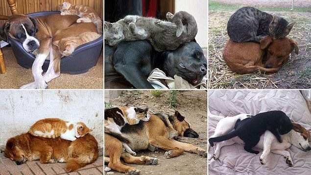 ที่อันตรายที่สุดคือปลอดภัยที่สุด… เมื่อตัวหมาคือที่นอนของแมว หลับสบายยิ่งกว่าเตียงซะอีก!!