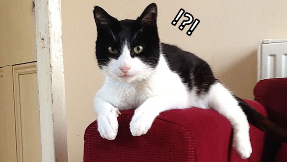เจ้า Merlin แมวอายุ 13 ปีเจ้าของสถิติกินเนสบุ๊ก “กรนดังที่สุดในโลก” โอ๊ย ฮาาาาา!!