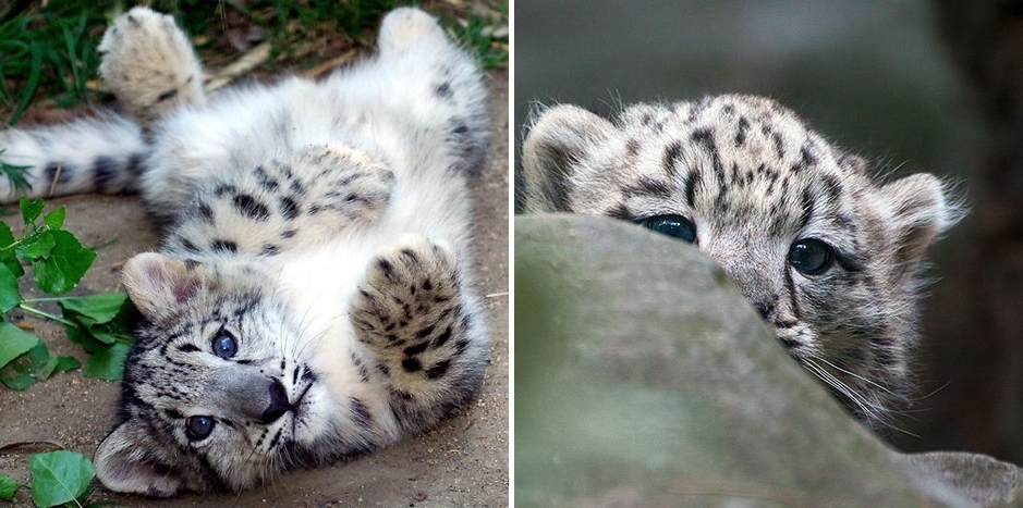 21 ภาพน่าร๊ากกกกก ของเหล่า “เสือดาวหิมะ” ยินดีกับการพ้นภาวะเสี่ยงสูญพันธุ์ ที่ได้รับมา 45 ปี