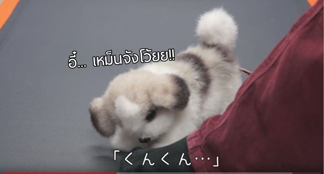 ญี่ปุ่นผลิต ‘หุ่นยนต์หมา’ ที่ช่วยตรวจสอบว่ากลิ่น “ทีน” ของคุณ ยังโอเคอยู่ไหม..!!