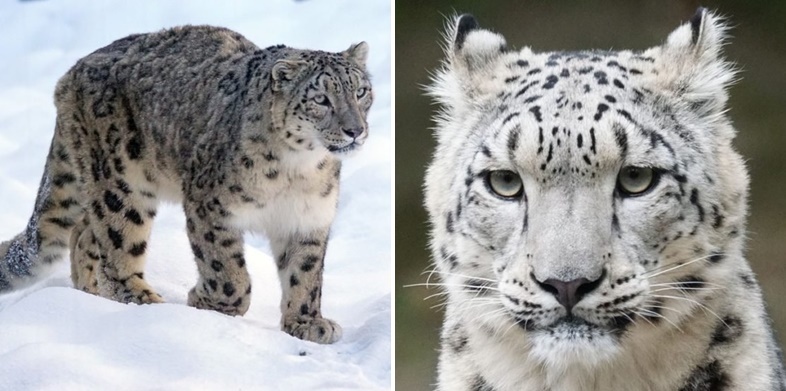 สถานการณ์ล่าสุดของ “เสือดาวหิมะ” ดีขึ้นเรื่อยๆ หลังจากที่เสี่ยงสูญพันธุ์มานานถึง 45 ปี