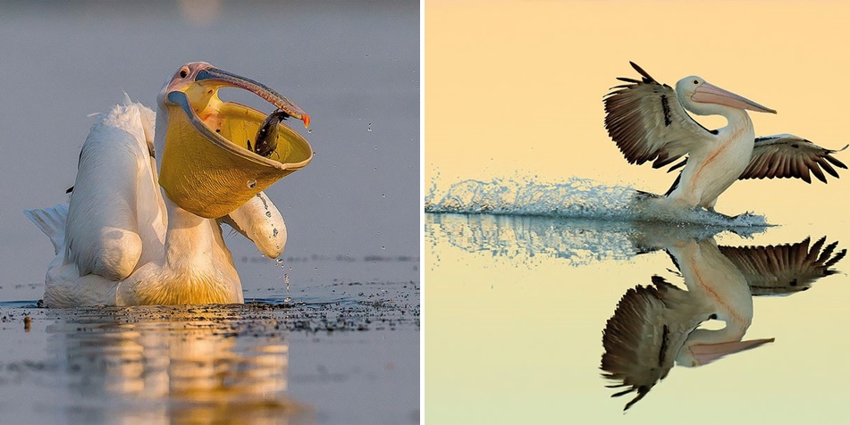 ชวนชมสุดยอด “ภาพถ่ายนก” ที่ไม่ นก ในการประกวดภาพนกประจำปี 2017