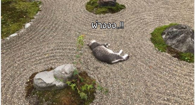 ‘เหมียวบูชิโด’ โชว์สเต็ปการนอนหลับแบบวิถี ‘เซน’ เล่นเอาชาวญี่ปุ่นอึ้งไปตามๆ กัน!!
