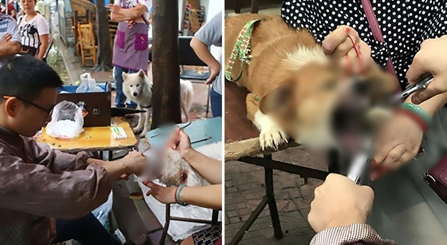 สัตวแพทย์เถื่อนชาวจีน เปิดซุ้มในตลาดรับตัดเส้นเสียงน้องหมา เพื่อไม่ให้พวกมันเห่า