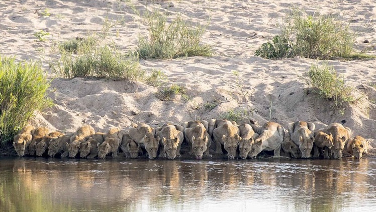 ช่างภาพถึงกับทึ่ง เมื่อฝูงสิงโตกว่า 20 ตัว เรียงหน้ากระดาน ก่อนจะดื่มน้ำไปพร้อมๆ กัน