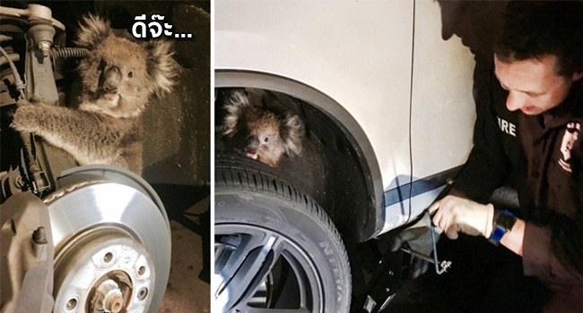 ช่วยหมีล่วยย!! เจ้าหน้าที่ถึงกับงง เมื่อพบ ‘โคอาล่า’ เกาะติดในล้อรถมาไกลถึง 16 กิโลฯ