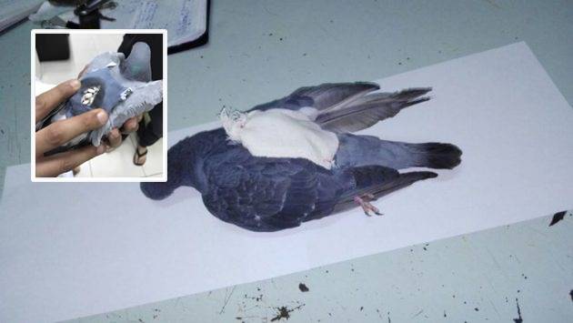 นกพิราบถูกยิงร่วง หลังทำตัวน่าสงสัยในคุกอาร์เจนตินา ก่อนตรวจพบขนยาเสพติดอยู่บนหลัง