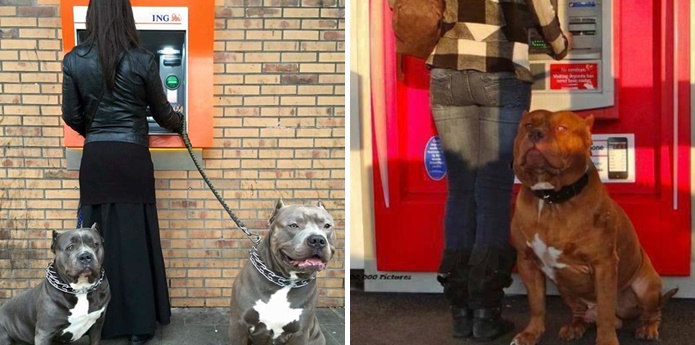 รวมภาพบอดี้การ์ดสี่ขา ที่ปกป้องคุณเวลาที่ไปตู้ ATM แบบนี้ใครก็ไม่กล้าเข้ามาแหยม!!