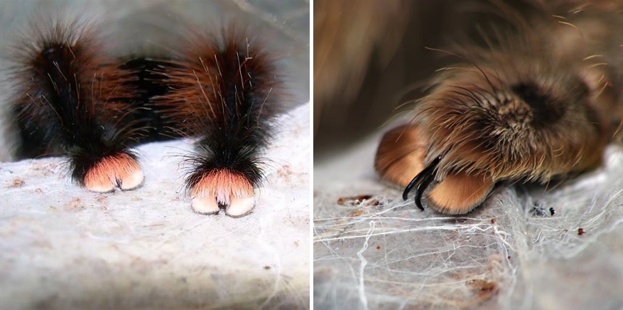 แมงมุมก็แบ๊วได้…ช่างภาพทดลองถ่ายภาพ “อุ้งเท้า” แมงมุม เอ๊ะ มันก็ดูน่ารักดี (รึเปล่า)!?