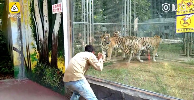 นักท่องเที่ยวจีน เต้นท่าลิงเพื่อเรียกร้องความสนใจจากเสือ โดยไม่สนป้ายเตือนของสวนสัตว์