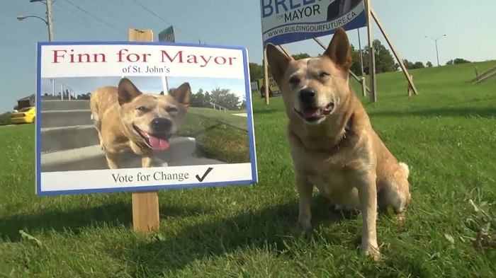 สีสันแห่งการเลือกตั้ง เมื่อ ‘หมา’ เข้าร่วมชิงตำแหน่ง นายกเทศมนตรีประจำเมืองแคนาดา!!