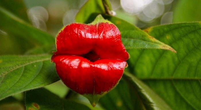 ดอกไม้คล้ายริมฝีปาก ‘Hot Lips Plant’ ทาลิปสติกสีสุดแซ่บ อวบอิ่มยั่วยวนชวนจุมพิต!!