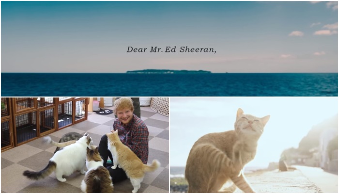 เกาะแมวญี่ปุ่นทำคลิปหลอกล่อ Ed Sheeran ให้มาเที่ยว เฮ้ย.. พวกเอ็งวางแผนอะไรไว้!?