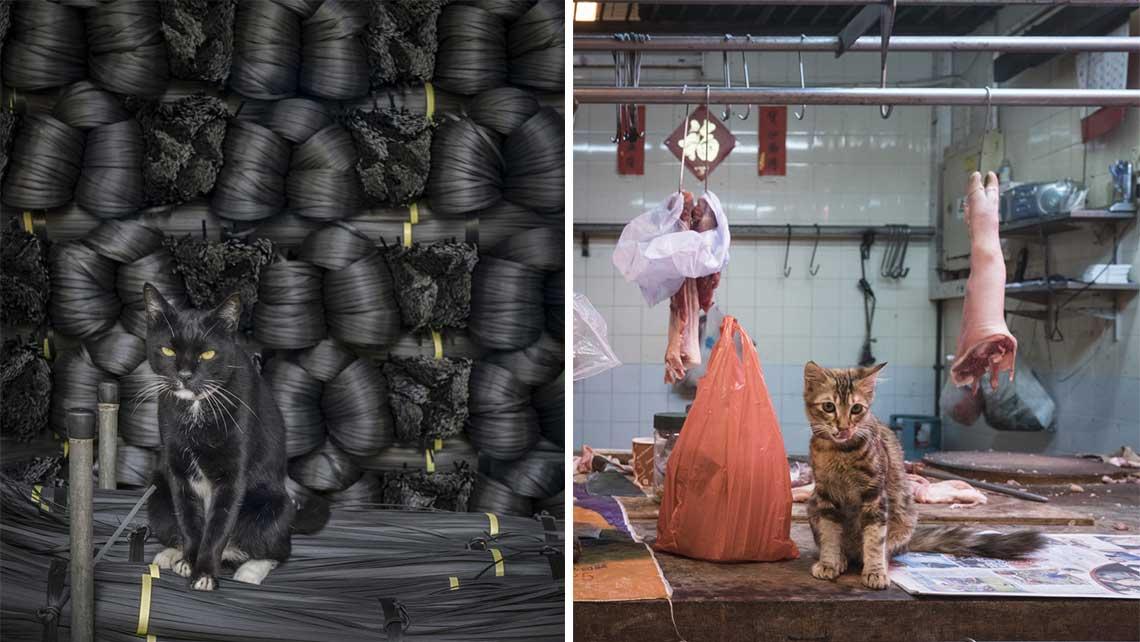 ซีรีส์ภาพถ่าย ‘ตลาดสด’ ในฮ่องกงที่เต็มไปด้วยแมว แมว และแมวเต็มไปหมดเบยยย