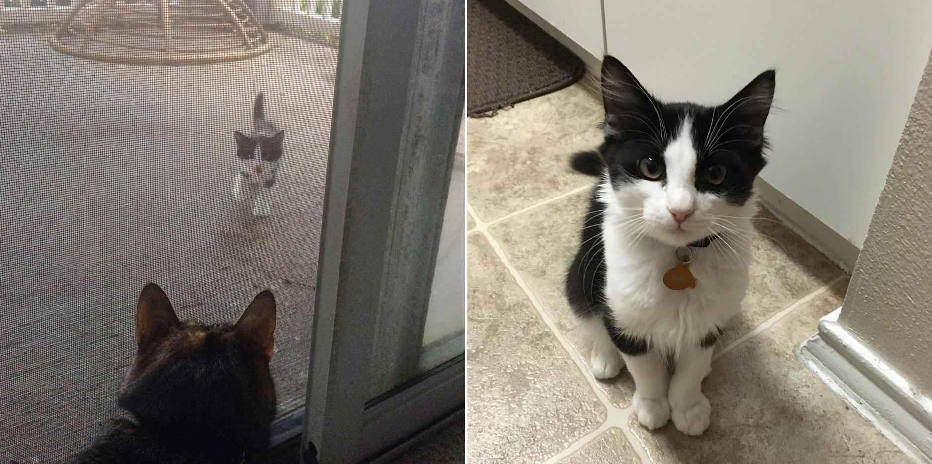 ลูกแมวตัวน้อยมาร้อง ‘เมี้ยว’ อยู่หน้าบ้าน ผ่านไปสองปีอยู่ดีกินดี จนกลายเป็นเจ้าของบ้านไปแล้ว