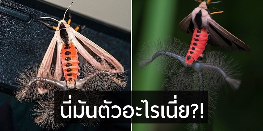 ไขปริศนาแมลงประหลาดรูปร่างหน้าตาคล้ายเอเลี่ยน แท้จริงแล้วมันคือตัวอะไรกันแน่!?