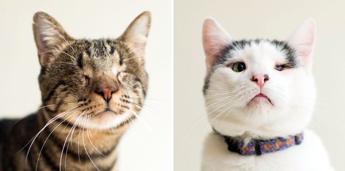ช่างภาพถ่ายภาพแมวตาบอด เพื่อให้คนได้เห็นถึงความงดงามของมัน และรับไปเลี้ยง