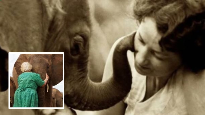 Daphne คุณยายผู้อุทิศชีวิตช่วย ‘ช้างแอฟริกา’ มาตลอด 40 ปี สานต่อเจตนารมย์ของสามีที่เสียไป