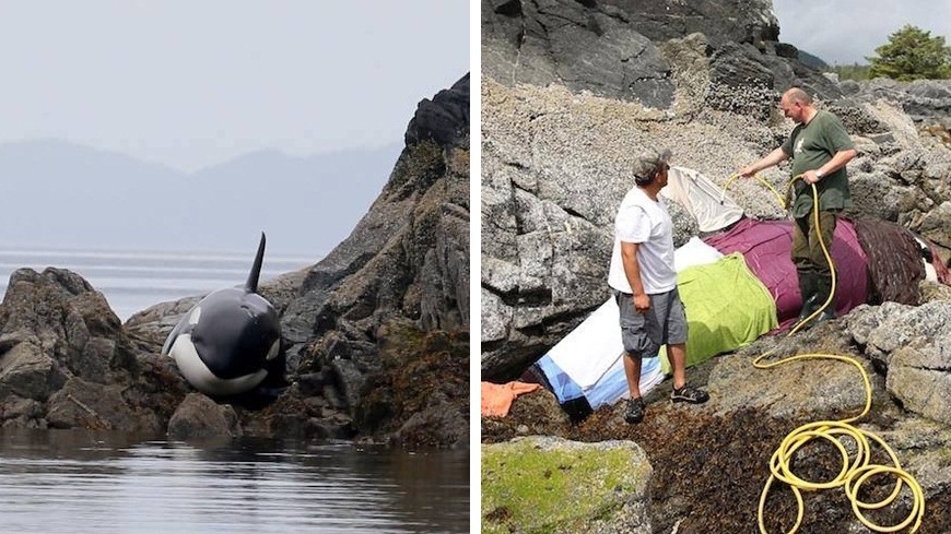 ทีมช่วยเหลือใช้เวลากว่า 8 ชั่วโมง ช่วยเหลือวาฬเพชฌฆาตที่ติดอยู่บนโขดหินได้สำเร็จ!!