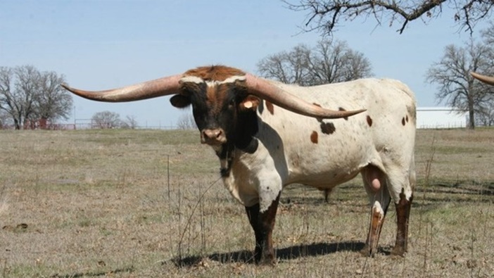 เจ้าวัว Cowboy Tuff Chex ที่มีเขายาวที่สุดในโลก ถูกประมูลขายไปในราคา 5.5 ล้านบาท