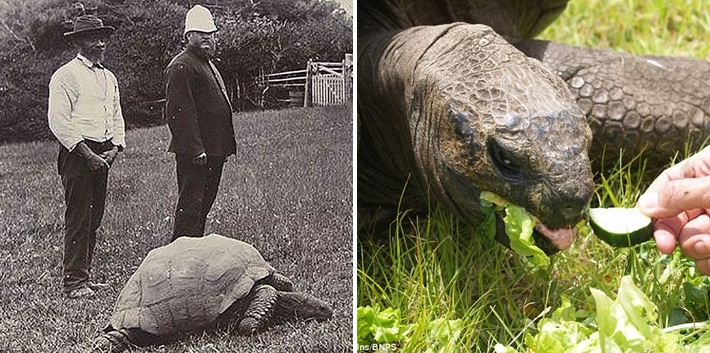 เต่าแก่ที่สุดในโลก ถูกพบว่าเป็นเกย์ เยกับเต่าตัวผู้ 26 ปี เพราะเจ้าหน้าที่เอามาผิดตัว!?