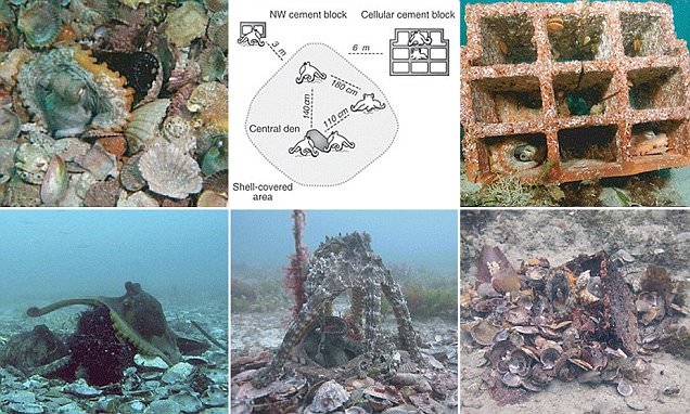 นักวิทย์ค้นพบอาณานิคม ‘ปลาหมึก’ ใต้ทะเลอาศัยอยู่ด้วยกันราวกับเป็นเมืองแอตแลนติส