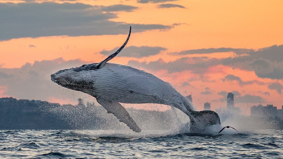 ภาพสุดประทับใจเมื่อ ‘เจ้าวาฬ’ มากระโดดน้ำเล่นที่อ่าวซิดนีย์ในตอนพระอาทิตย์ขึ้นและตกดิน