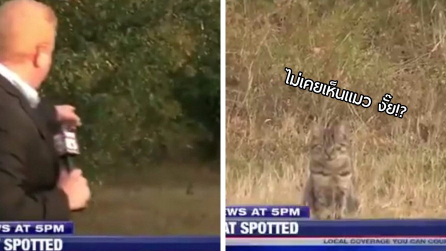 นักข่าวลงพื้นที่รายงานสด มีคนพบเห็น ‘เสือ’ ออกมาเพ่นพ่าน ไหงเจอแต่ ‘ไอ้เสือจิ๋ว’ ซะงั้น