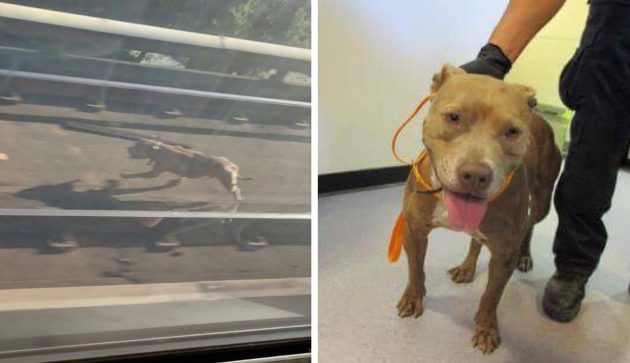ซานฟรานซิสโกสั่งหยุดรถไฟทุกขบวนในเมือง เพื่อช่วยเหลือ “เจ้าหมา” ที่พลัดตกลงไปในรางรถไฟ