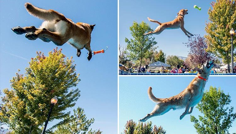 รวมภาพการแข่งขันสุนัขกระโดดไกล แต่ละตัวพากันงัดท่าสวยๆ ออกมาโชว์เพียบเลย