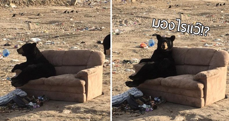 เจ้าหมีสีน้ำตาลนั่งชิวอยู่บนโซฟากลางกองขยะ แกคงคิดว่านั่งดูทีวีอยู่ใช่ไหม