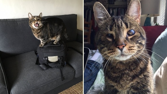 หนุ่มกลับบ้านมาเจอแมวตาบอด ‘ติด’ อยู่บนกระเป๋ากล้องลงไม่ได้ มันจึงเป็นหน้าที่เขาต้องช่วยมันลง!!