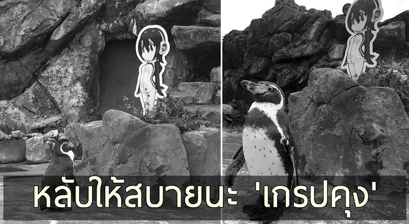 ปิดฉาก “เกรปคุง” เพนกวินน้อยผู้หลงรักสาว 2D ได้จากโลกนี้ไปอย่างสงบแล้ว…