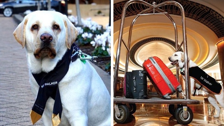 Mr. Walker หมาลาบาดอร์ที่เฟี้ยวที่สุดในโลก กับตำแหน่งเด็กรับกระเป๋าของโรมแรมหรู!!
