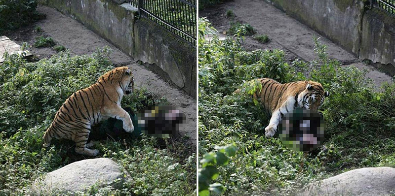 วินาทีชีวิต…ผู้ดูแลเสือถูกขย้ำภายในกรงของสวนสัตว์ หลังพลาดเปิดประตูทิ้งไว้!?