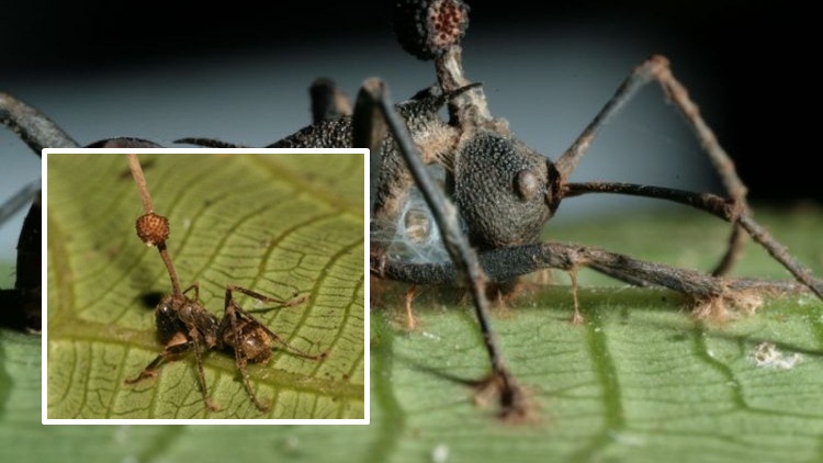 ‘Ophiocordyceps’ เชื้อราปรสิต แทรกซึมยึดร่างกายของแมลง ปล่อยให้เหลือเพียงแต่สมอง