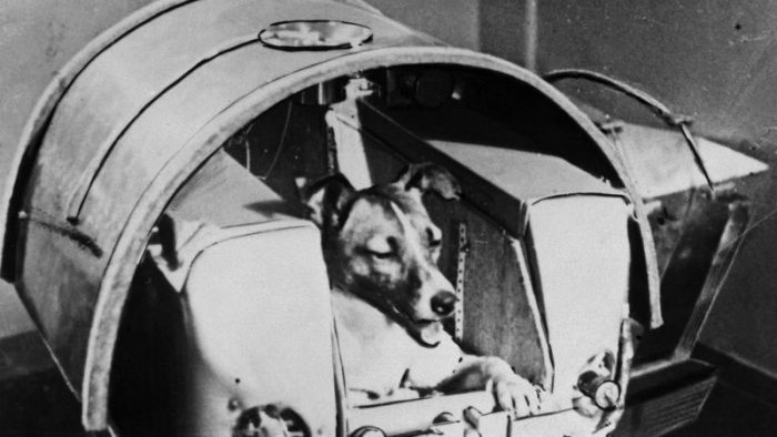 ตำนานของ ‘ไลก้า’ จากหมาข้างถนนในรัสเซีย บินสู่ห้วงอวกาศและไม่มีโอกาสได้กลับมาอีกเลย…