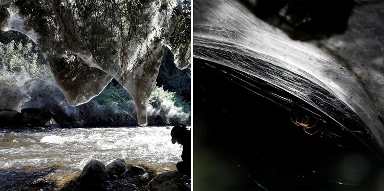ใยแมงมุมขนาดยักษ์ปกคลุมทั่วผืนป่าในนครเยรูซาเล็ม ความอัศจรรย์ใจของธรรมชาติ