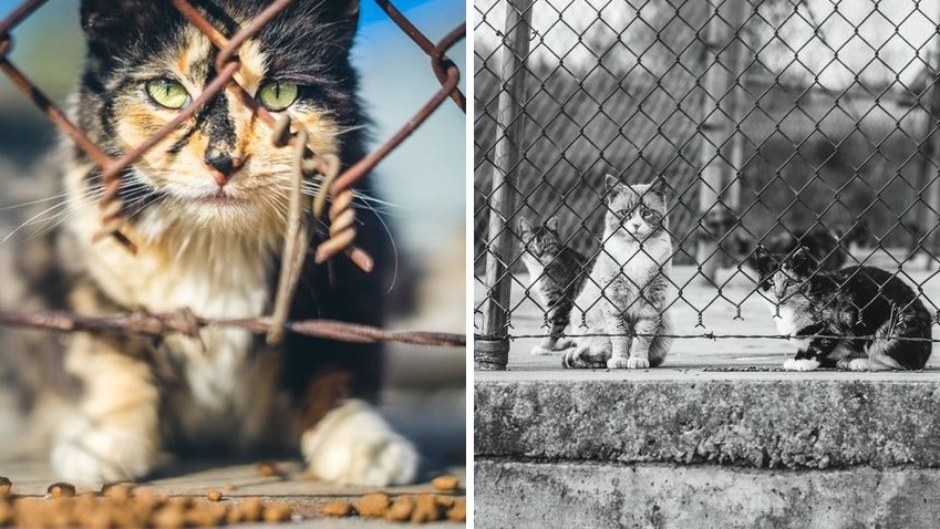 ช่างภาพตามถ่าย ‘ชีวิตแมวจรจัด’ ที่สร้างอาณาเขตเพื่อปกป้องตัวเองจากโลกภายนอก